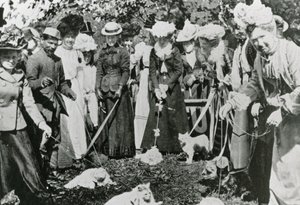 1900年にウェストミンスターの王立植物園で猫ショー 作： English Photographer