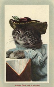 帽子をかぶった猫（カラー写真） 作： English Photographer