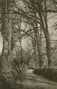 トーキー近郊のデボンシャー州コキントンレーン 作： English Photographer