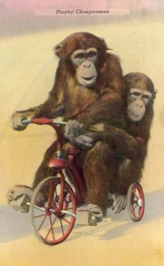 チンパンジーのサイクリング（カラー写真 作： English Photographer