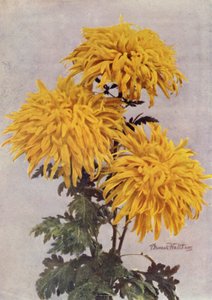 12月のゴールド（カラー写真） 作： English Photographer