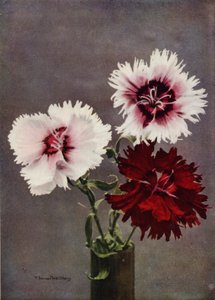 ナデシコ（カラー写真） 作： English Photographer