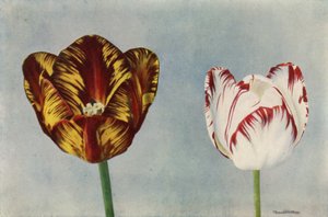 ハーディ博士とコリアー夫人（カラー写真） 作： English Photographer