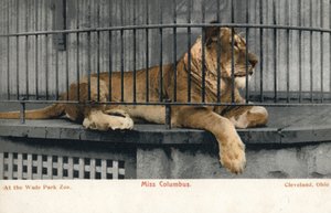 オハイオ州クリーブランド、ウェイドパーク動物園の雌ライオン「Miss Columbus」（写真
