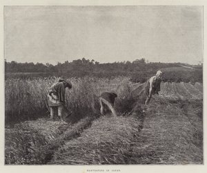 日本での収穫 作： English Photographer