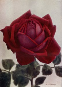 ヒュー・ディクソン（HP）（カラー写真） 作： English Photographer
