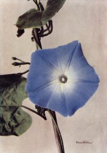 Ipomoea Rubro-Coerulea（カラー写真） 作： English Photographer