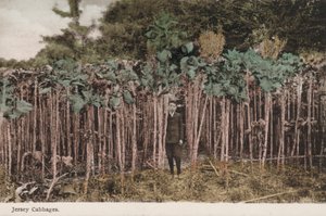 ジャージーキャベツ（写真 作： English Photographer