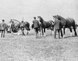 オックスフォードシャー農業ショーでのシャイア馬の審査、王のイラスト、1901年5月25日