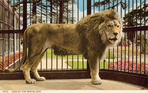ブリストル動物園のライオン（写真