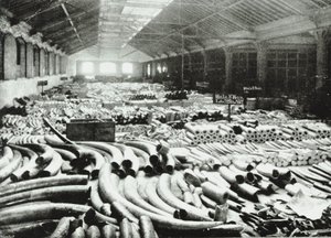 ロンドンドック：象牙倉庫、1895 作： English Photographer