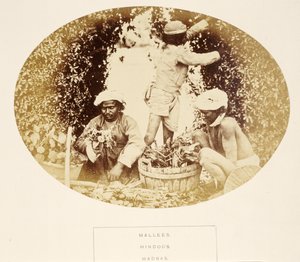 マリーズ（庭師）、ヒンドゥー教徒、マドラス、インド人民、J。フォーブスワトソン著、1868年発行（アルブメンプリント） 作： English Photographer