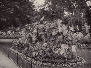 バタシー・パークのモンステラ・デリシオーサ（モノクロ写真） 作： English Photographer