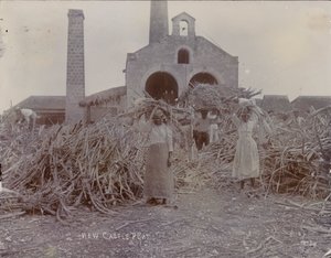 ニューカッスルプランテーション、1880 作： English Photographer