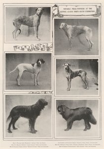 ケネルクラブ第46回展で注目すべき受賞者 作： English Photographer