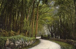 ブラックギャングへの道 作： English Photographer