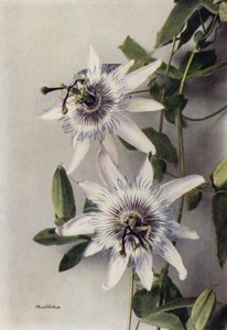 Passiflora Coerulea、コンスタンス・エリオット（カラー写真） 作： English Photographer