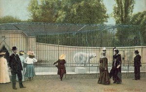 ロンドン動物園のホッキョクグマの囲いを訪れる人々（写真 作： English Photographer