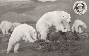 三輪車に乗るホッキョクグマ（Carl Hagenbeck