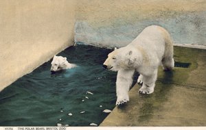 ホッキョクグマ、ブリストル動物園（写真） 作： English Photographer