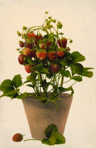 鉢植えのイチゴ（カラー写真） 作： English Photographer