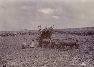 シュガープランテーション、バルバドス、1880 作： English Photographer