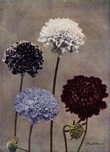 Sweet Scabious（カラー写真） 作： English Photographer