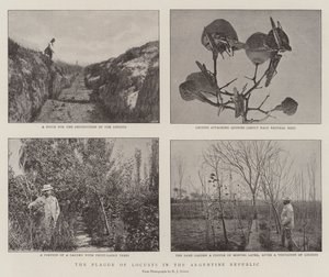 アルゼンチン共和国のバッタの疫病 作： English Photographer