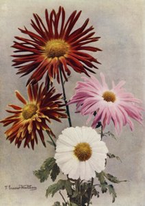 一重の花の種類（カラー写真） 作： English Photographer