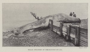 クジラはバーチントンオンシーで立ち往生 作： English Photographer