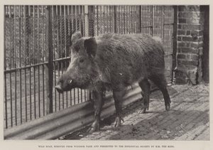 ウィンザーパークから削除され、HM王によって動物学協会に贈られたイノシシ 作： English Photographer