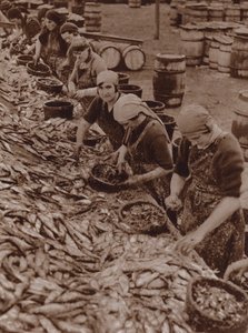 グレート・ヤーマスでニシンの捌きと掃除をする女性たち（モノクロ写真） 作： English Photographer