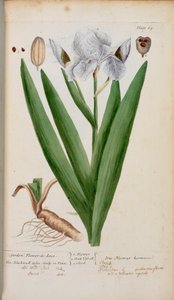 (庭) フラワー・ド・ルース。 エリザベス・ブラックウェルの「A Curious Herbal...」のアイリス 作： English School