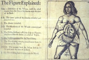 1177 b.19 「The Figure Explained」、子宮の図、「The Midwives Book or The Whole Art of Midwifery Discovered」、Jane Sharp、ロンドン 作： English School
