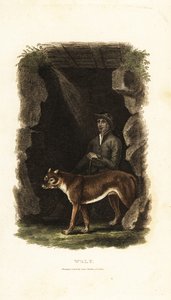 18世紀の英国紳士と飼いならされたオオカミ（Canis lupus）、洞窟の入り口で 作： English School