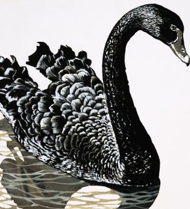 黒い白鳥 作： English School