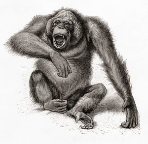 ボルネオ島のオランウータン、Pongo pygmaeus。オランウータン、オランウータン、オランウータンとも表記される。1924年発行のMeyers Lexiconより（印刷物） 作： English School