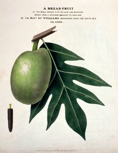 パンフルーツ、1825年頃（手塗りのリト） 作： English School