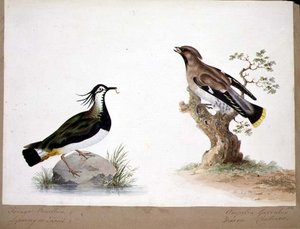 LapwingとWaxwing 作： English School