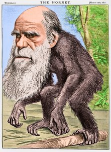 「チャールズ・ダーウィンを猿に見立てた風刺画「A Venerable Orang-outang 作： English School