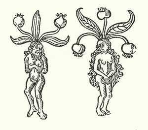 古い木版画から見た一対のマンドレイク（彫刻