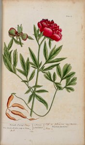 エリザベス・ブラックウェルの「A Curious Herbal...」の牡丹 作： English School