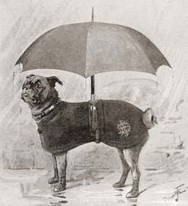 雨から身を守るためにブーツ、コート、傘を身に着けているパグ