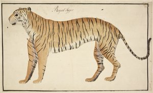 Tanjore の Serfagee のコレクションからのロイヤル タイガー 作： English School