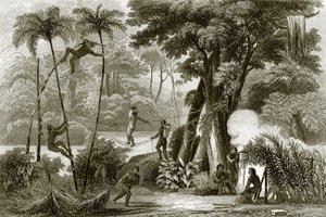 ブラジルの森の風景 作： English School