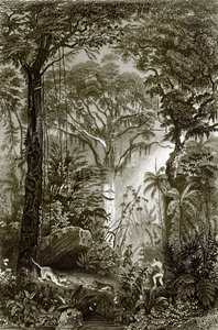 ブラジルの森の風景 作： English School