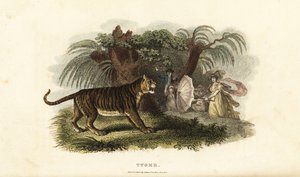 傘を振るイギリス人女性に怯えるトラ（Panthera tigris）。 作： English School