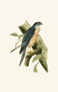 チャールズロバートブリー（1811-86）による「イギリス諸島では観察されないヨーロッパの鳥の歴史」からのイラスト、1867年に発表されたAccipiter Sphenurus 作： English School