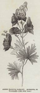 トリカブト（Aconitum Napellus）、トリカブト（Monkshood）、またはクヌギ（Wolfsbane）（彫刻）。 作： English School