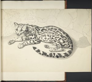 MS 11807 f.9 タイガー キャットを「さまざまな動物や鳥を墨と鉛筆で大縮尺で描いたもの」から追加 (紙に墨で描いたもの) 作： English School